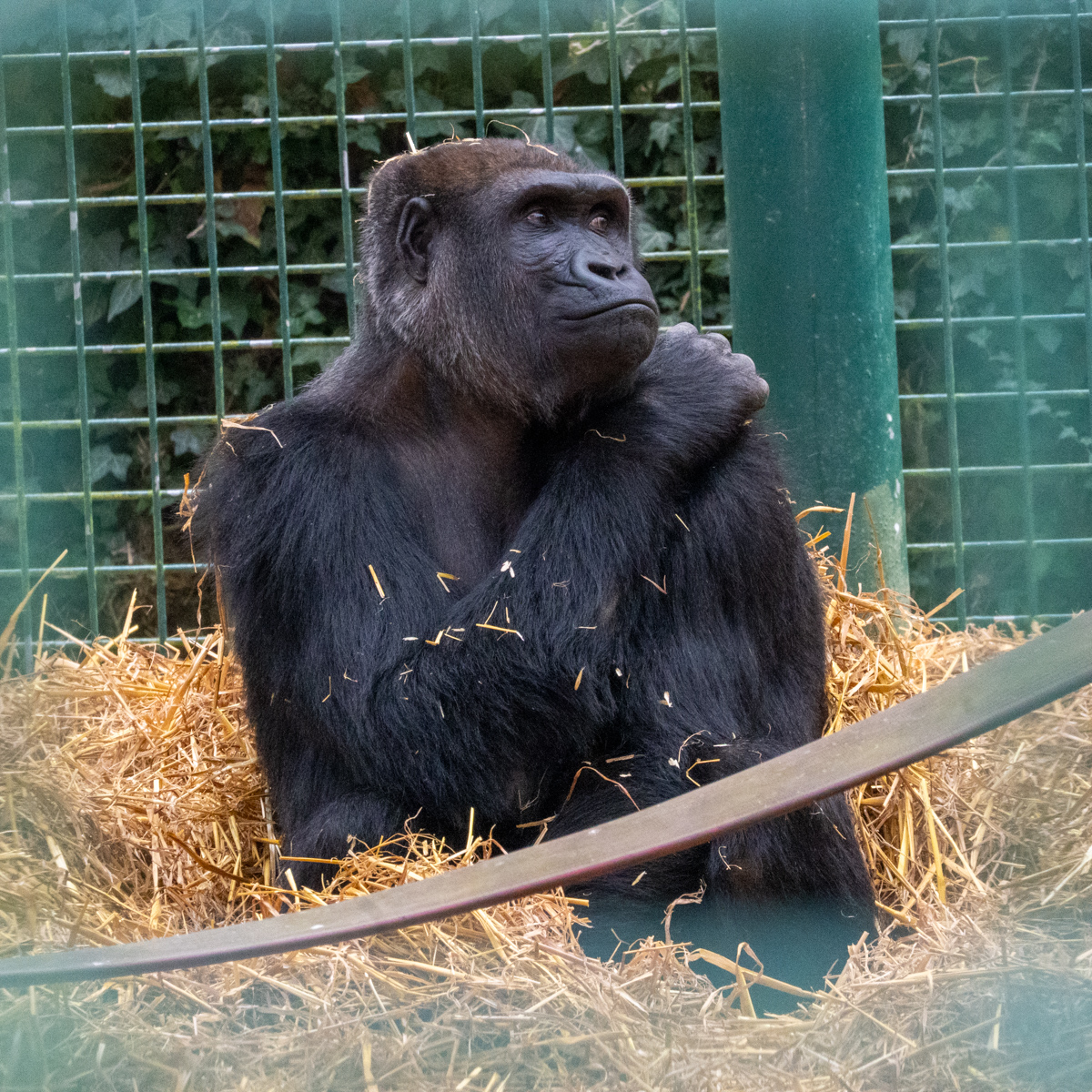 Photography by Chris Allington